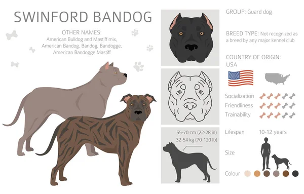 スインフォード バンドッグ クライパート すべてのコートの色セット すべての犬は特徴的なインフォグラフィックを繁殖させます ベクターイラスト — ストックベクタ