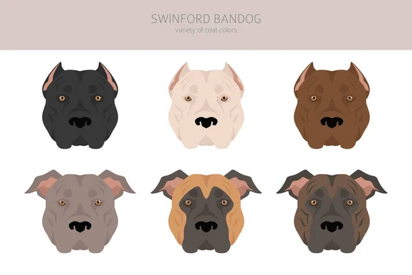 Swinford Bandog Klipsi Tüm Ceket Renkleri Ayarlandı Bütün Köpekler Karakteristik — Stok Vektör