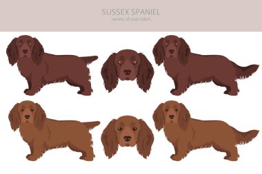 Sussex Spaniel ceket renkleri, farklı pozlar. Vektör illüstrasyonu