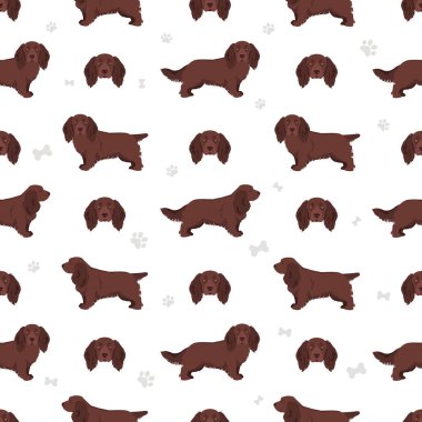 Sussex Spaniel ceket renkleri, farklı pozlar. Vektör illüstrasyonu