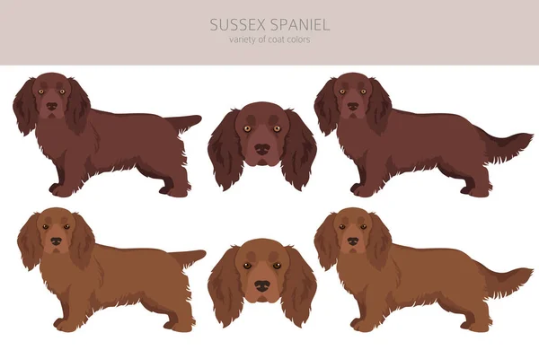 Sussex Spaniel Coat Colors Different Poses Clipart Vector Illustration — Vector de stock