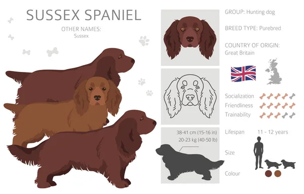 Sussex Spaniel Fellfarben Verschiedene Posen Cliparts Vektorillustration — Stockvektor