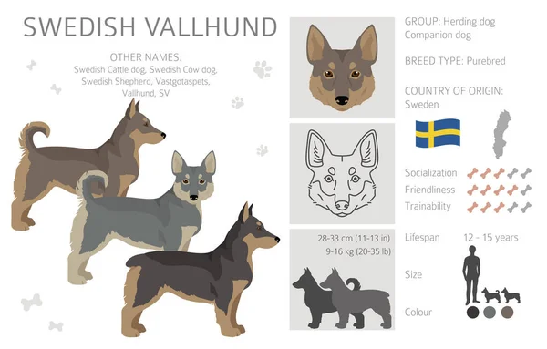 Swedish Vallhund Coat Colors Different Poses Clipart Vector Illustration — Stock Vector