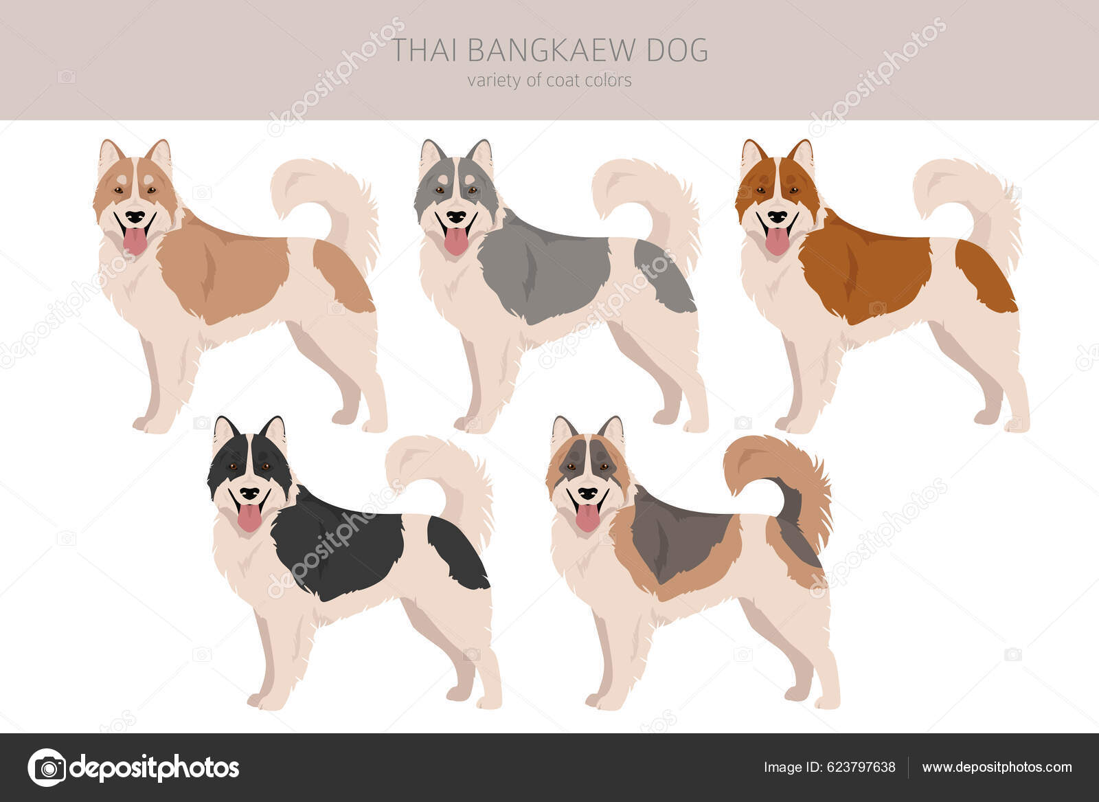 Thai Bangkaew Dog Clipart All Coat Colors Set All Dog Stock Vector