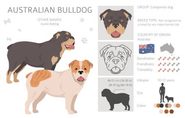 Avustralya Bulldog Clipart 'ı. Tüm ceket renkleri ayarlandı. Bütün köpekler karakteristik bilgileri çoğaltır. Vektör illüstrasyonu