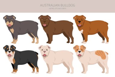 Australian bulldog clipart. All coat colors set.  All dog breeds characteristics infographic. Vector illustration clipart