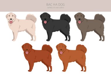 Bac Ha bütün renklerin köpeğidir. Farklı ceket renkleri ve pozlar. Vektör illüstrasyonu
