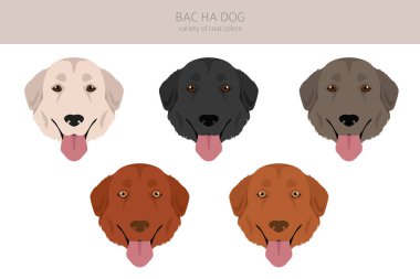 Bac Ha bütün renklerin köpeğidir. Farklı ceket renkleri ve pozlar. Vektör illüstrasyonu