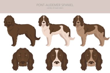 Pont-Audemer Spaniel tırmanışı. Tüm ceket renkleri ayarlandı. Bütün köpekler karakteristik bilgileri çoğaltır. Vektör illüstrasyonu