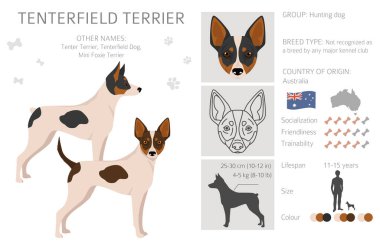 Tenterfield Teriyeri. Tüm ceket renkleri ayarlandı. Bütün köpekler karakteristik bilgileri çoğaltır. Vektör illüstrasyonu