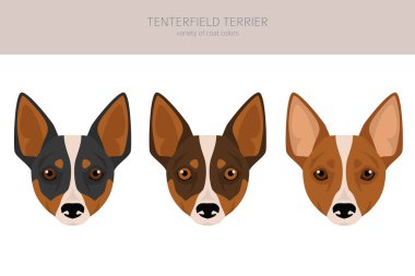 Tenterfield Teriyeri. Tüm ceket renkleri ayarlandı. Bütün köpekler karakteristik bilgileri çoğaltır. Vektör illüstrasyonu