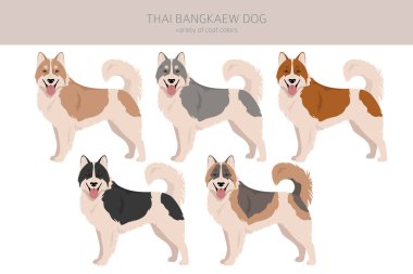 Thai Bangkaew köpek yarışması. Tüm ceket renkleri ayarlandı. Bütün köpekler karakteristik bilgileri çoğaltır. Vektör illüstrasyonu