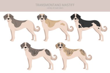 Transmontano Mastiff klibi. Tüm ceket renkleri ayarlandı. Bütün köpekler karakteristik bilgileri çoğaltır. Vektör illüstrasyonu
