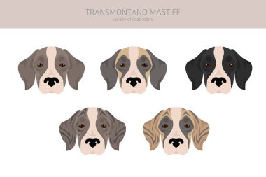 Transmontano Mastiff klibi. Tüm ceket renkleri ayarlandı. Bütün köpekler karakteristik bilgileri çoğaltır. Vektör illüstrasyonu
