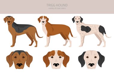 Trigg Hound klibi. Tüm ceket renkleri ayarlandı. Bütün köpekler karakteristik bilgileri çoğaltır. Vektör illüstrasyonu