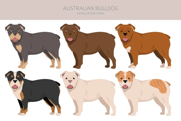オーストラリアのブルドッグ クライパート すべてのコートの色セット すべての犬は特徴的なインフォグラフィックを繁殖させます ベクターイラスト — ストックベクタ