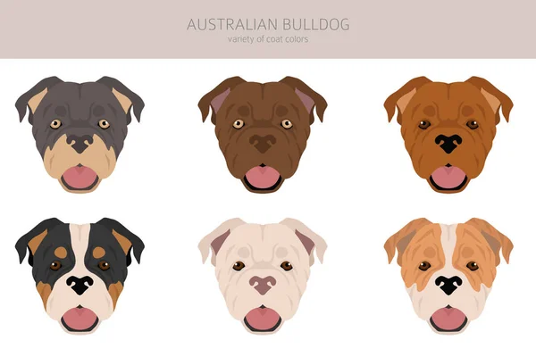 Australische Bulldogge Cliparts Alle Fellfarben Eingestellt Alle Hunderassen Merkmale Infografik — Stockvektor