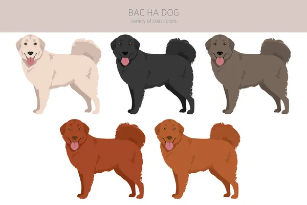 Bac Dog All Colours Clipart Different Coat Colors Poses Set — Stock Vector