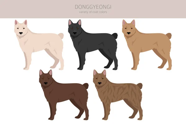 Donggyeongi Előfizető Minden Kabát Szín Beállítva Minden Kutya Fajták Jellemzői — Stock Vector