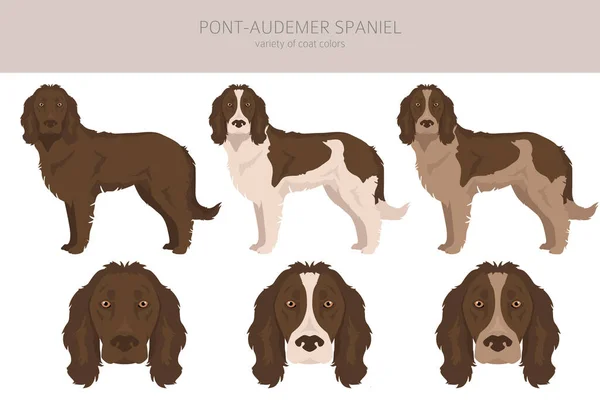 Pont Audemer Spaniel集团 所有的外套颜色都设置好了 所有的狗都有信息特征 矢量说明 — 图库矢量图片