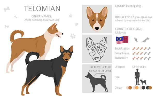 Telomian Köpek Klipsi Tüm Ceket Renkleri Ayarlandı Bütün Köpekler Karakteristik — Stok Vektör