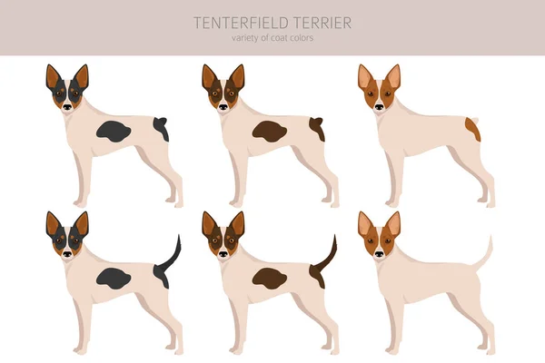 Tenterfield Terrier Előfizető Minden Kabát Szín Beállítva Minden Kutya Fajták — Stock Vector