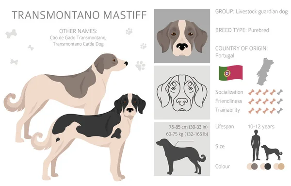 Transmontano Mastiff Clipart Semua Warna Mantel Diatur Semua Anjing Menghasilkan - Stok Vektor