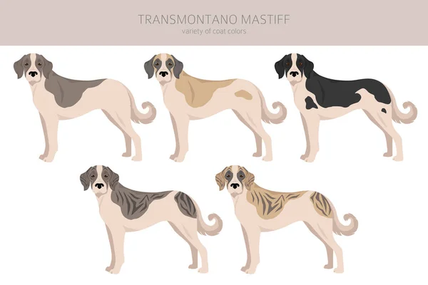Transmontano Mastiff Clipart Toutes Les Couleurs Manteau Ensemble Toutes Les — Image vectorielle