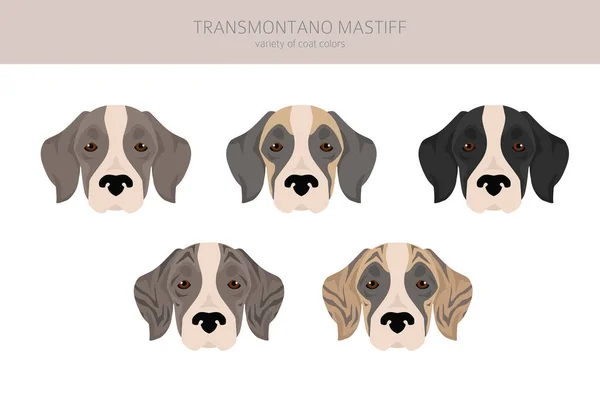 Transmontano Mastiff Clipart Toutes Les Couleurs Manteau Ensemble Toutes Les — Image vectorielle