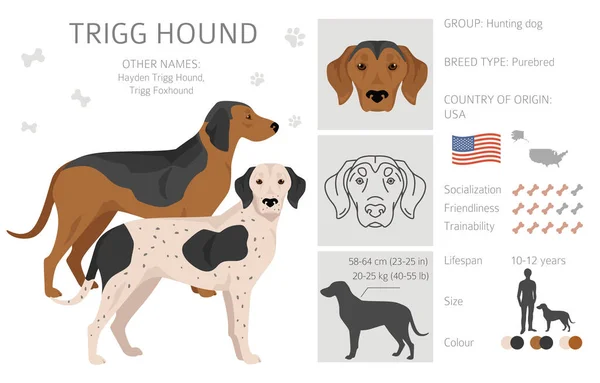 Trigg Hound Klibi Tüm Ceket Renkleri Ayarlandı Bütün Köpekler Karakteristik — Stok Vektör