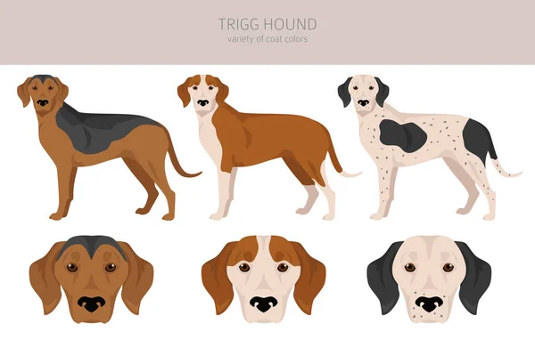 stock vector Trigg Hound clipart. All coat colors set.  All dog breeds characteristics infographic. Vector illustration