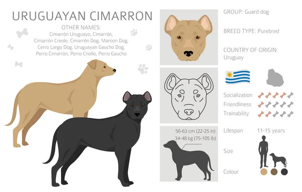 ウルグアイ シマロン クライパート すべてのコートの色セット すべての犬は特徴的なインフォグラフィックを繁殖させます ベクターイラスト — ストックベクタ