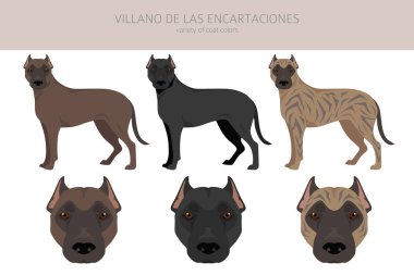 Villano de las Encartaciones klibi. Tüm ceket renkleri ayarlandı. Bütün köpekler karakteristik bilgileri çoğaltır. Vektör illüstrasyonu