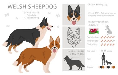 Welsh Sheepdog klipsi. Tüm ceket renkleri ayarlandı. Bütün köpekler karakteristik bilgileri çoğaltır. Vektör illüstrasyonu
