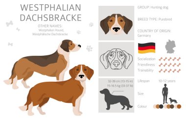 Vestfalya Dachsbracke klipsi. Tüm ceket renkleri ayarlandı. Bütün köpekler karakteristik bilgileri çoğaltır. Vektör illüstrasyonu