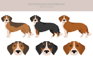 Vestfalya Dachsbracke klipsi. Tüm ceket renkleri ayarlandı. Bütün köpekler karakteristik bilgileri çoğaltır. Vektör illüstrasyonu