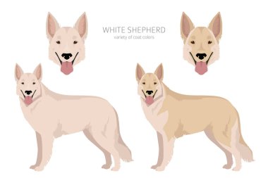 Beyaz Çoban klipsi. Tüm ceket renkleri ayarlandı. Bütün köpekler karakteristik bilgileri çoğaltır. Vektör illüstrasyonu
