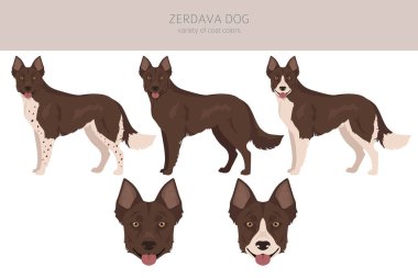 Zerdava dog clipart. All coat colors set.  All dog breeds characteristics infographic. Vector illustration clipart