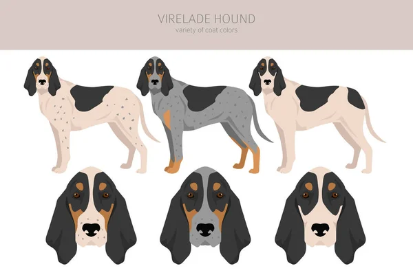 Virelade猎狗集团 所有的外套颜色都设置好了 所有的狗都有信息特征 矢量说明 — 图库矢量图片