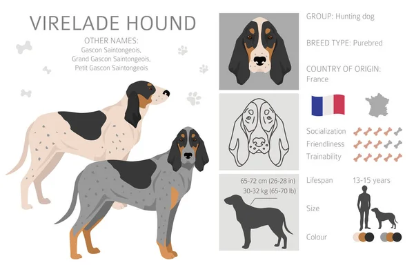 Virelade Hound Clipart Semua Warna Mantel Diatur Semua Anjing Menghasilkan - Stok Vektor