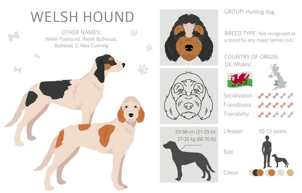 Welsh Hound Cliparts Alle Fellfarben Eingestellt Alle Hunderassen Merkmale Infografik — Stockvektor