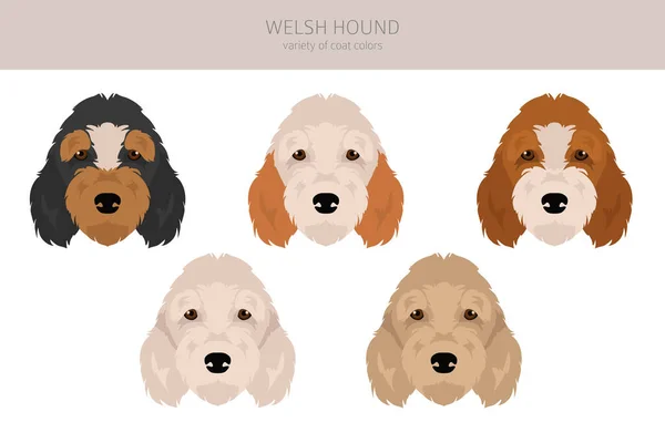 ウェールズの猟犬 すべてのコートの色セット すべての犬は特徴的なインフォグラフィックを繁殖させます ベクターイラスト — ストックベクタ