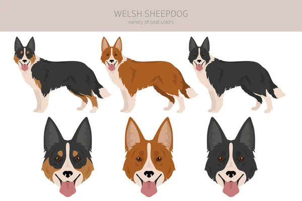 ウェールズのシープドッグ クライパート すべてのコートの色セット すべての犬は特徴的なインフォグラフィックを繁殖させます ベクターイラスト — ストックベクタ