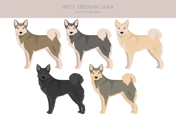Západní Sibiřská Laika Všechny Barvy Srsti Nastaveny Všichni Psi Plemeno — Stockový vektor