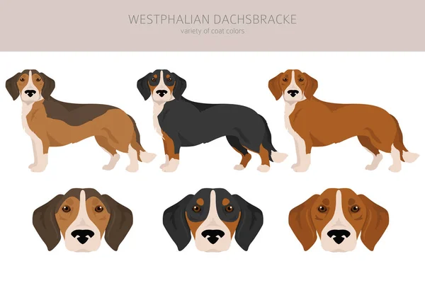 Westphalian Dachsbracke Κλιπ Όλα Χρώματα Παλτό Που Όλα Σκυλιά Φυλές — Διανυσματικό Αρχείο