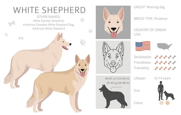 White Shepherd Cliparts Alle Fellfarben Eingestellt Alle Hunderassen Merkmale Infografik — Stockvektor