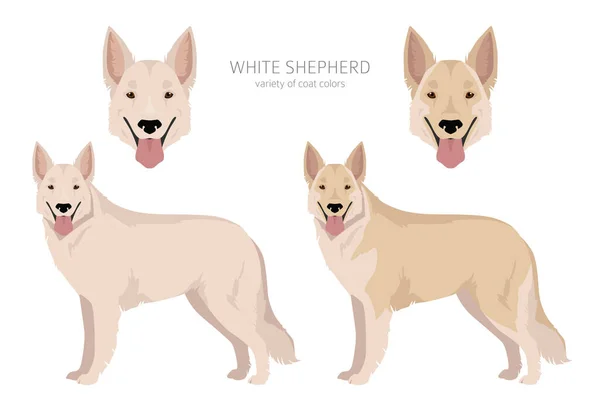 ホワイト シェパード クリッパート すべてのコートの色セット すべての犬は特徴的なインフォグラフィックを繁殖させます ベクターイラスト — ストックベクタ