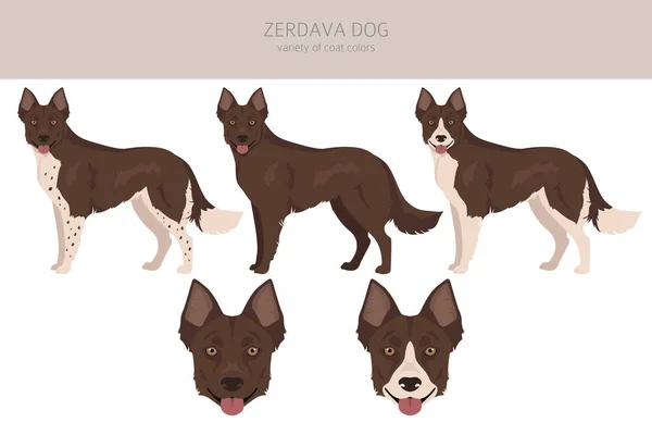 ゼルダヴァの犬の飛び地 すべてのコートの色セット すべての犬は特徴的なインフォグラフィックを繁殖させます ベクターイラスト — ストックベクタ