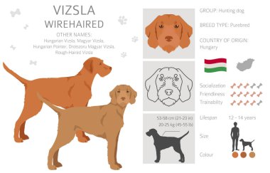 Vizsla Wirehabilite Clipart. Farklı pozlar, farklı renkler. Vektör illüstrasyonu