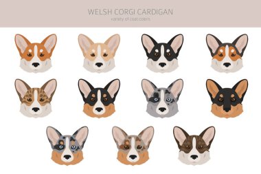 Galli Corgi hırkası. Farklı pozlar, farklı renkler. Vektör illüstrasyonu